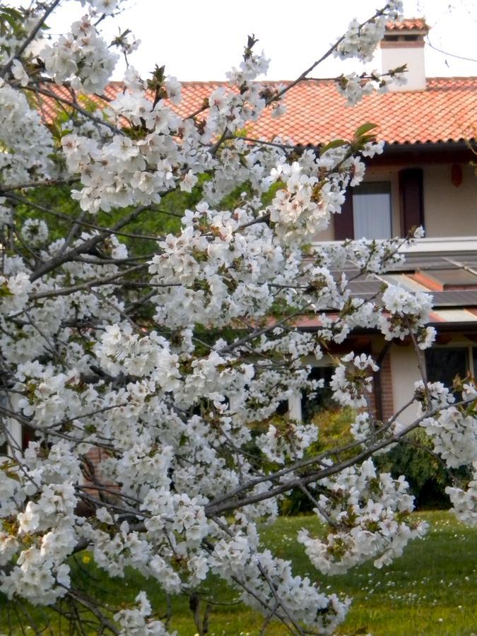 Agriturismo Il Magicorto Cassola Exterior foto